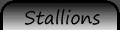 Stallions